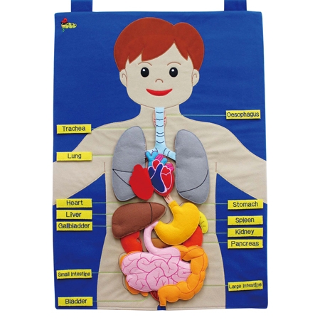 İç Organ Kumaş Panosu Vücudumuzu Tanıyalım