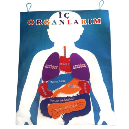 İç Organlar Kumaş Pano
