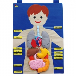 İç Organ Kumaş Panosu Vücudumuzu Tanıyalım